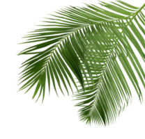 green leaf of palm tree isolated on transparent background png file