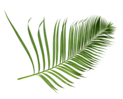 green leaf of palm tree isolated on transparent background png file