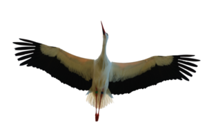 Wild bird in flight stork- png