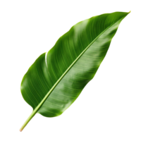 Banana Leaf cutout, AI Generative png