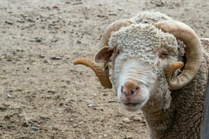 Close up of merino sheep looking at camera photo