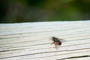 común mosca en un de madera tablero foto