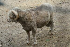 Male sheep looking to the left. Spain photo