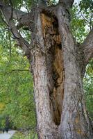 Tree trunk damaged after storm with lightning. Rascafria, Spain photo