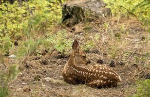 bebé ciervo tendido en un bosque foto