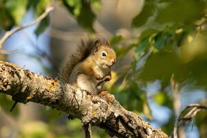 Squirrel sitting in a tree photo