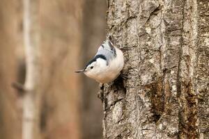 Nuthatch clinging to a tree photo