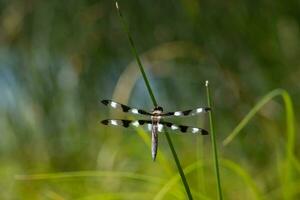 Dragonfly resting on a piece of grass photo