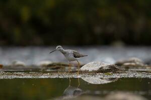 Greater Yellowlegs walking in a river photo