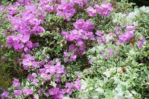 The beautiful paper flower plant has the Latin name bougainvillea glabra choisy photo