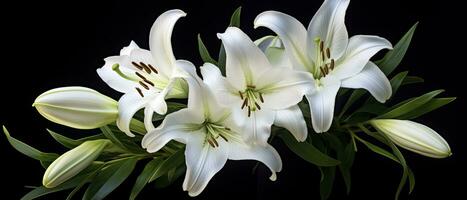 White lily flowers on black background. AI Generated photo