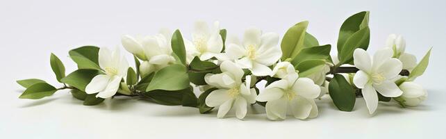 Jasmine flowers on white surface. AI Generated photo