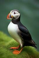 Puffin bird on a green grass patch. AI Generated photo