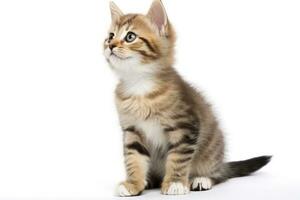 Playful funny kitten looking up isolated on a white background. AI Generated photo