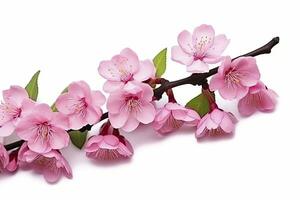 Sakura flowers isolated on white background. AI Generated photo