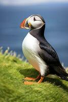 Puffin bird on a green grass patch. AI Generated photo