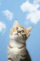 Playful funny kitten looking up,. AI Generated. photo