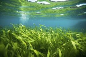 submarino ver de un grupo de fondo del mar con verde pastos marinos. ai generado foto