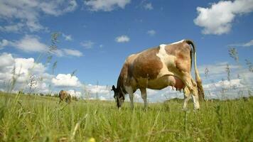 Cows eat grass in the field. Cattle graze in the meadow on a sunny day. video