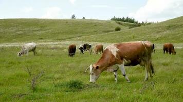 Cows eat grass in the field. Cattle graze in the meadow on a sunny day. video