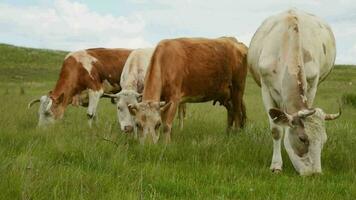 Cows eat grass in a meadow in the village. Cattle graze on the field on a sunny day. video