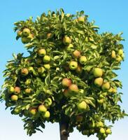 un hermosa verde manzana árbol. ai generado foto