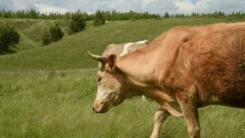 Cows eat grass in a meadow in the village. Cattle graze on the field on a sunny day. video