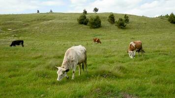 vaches manger herbe dans le champ. bétail pâturer dans le Prairie sur une ensoleillé journée. video