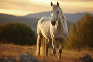 blanco caballo o yegua en el montañas a puesta de sol. ai generado foto