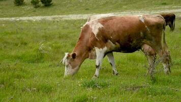 koeien eten gras in de veld. vee grazen in de weide Aan een zonnig dag. video