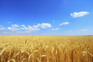 Wheat field under blue sky. AI Generated photo