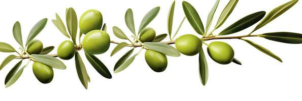 Olive tree branch, green olives and leaves on white background. AI Generated. photo