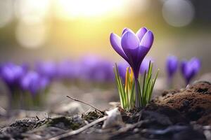 Spring purple crocus flower. AI Generated photo