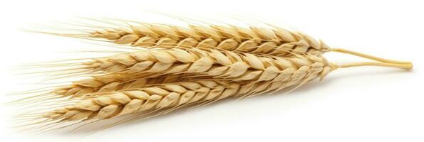 Wheat ears isolated on white background. AI Generated. photo