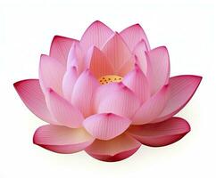 Lotus flower on white background. AI Generated photo