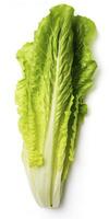 Lettuce isolated on white background. AI Generated photo