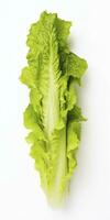 Lettuce isolated on white background. AI Generated photo