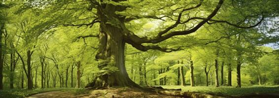 Angel Oak. AI Generated photo