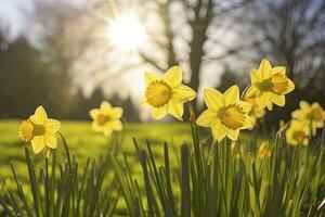 Daffodils in spring backlit by sun. AI Generated photo