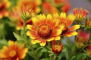 gaillardia o cobija flor. brillante y vistoso sombras de calentar tonos ai generado foto