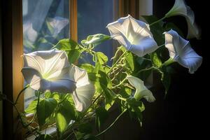 Morning Glory vine unfurling its delicate petals in the morning light. AI Generated photo