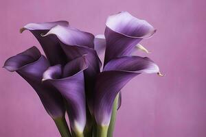 Bouquet of purple calla lilies against purple background.AI Generated photo