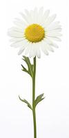 Common daisy isolated on white background. AI Generated photo