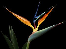 Bird of paradise flower isolated on black background. AI Generated photo