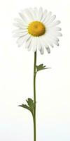 Common daisy isolated on white background. AI Generated photo