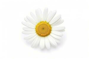 Common daisy isolated on white background. AI Generated photo