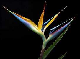 Bird of paradise flower isolated on black background. AI Generated photo