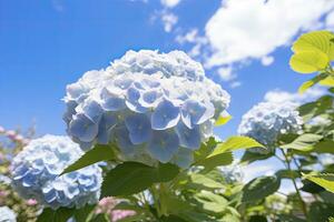 Blue French hydrangea under blue sky. AI Generated photo