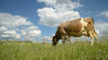 Kühe Essen Gras im das Feld. das Vieh grasen im das Wiese auf ein sonnig Tag. video