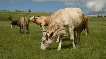 mucche mangiare erba nel un' prato nel il villaggio. bestiame pascolare su il campo su un' soleggiato giorno. video